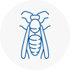 West Hampstead Wasp Nest Removal